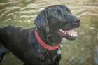 Black Labrador dog portrait in the water. Art Print